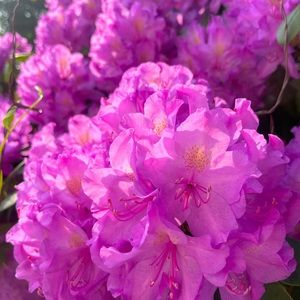 Meet your Posher, Janeen